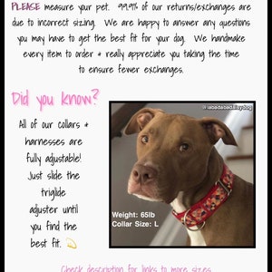 May include: A brown and white dog wearing a red, orange, and yellow patterned dog collar. The dog is looking at the camera. The text "Weight: 65lb Collar Size: L" is below the dog. The text "@labadabadaisydog" is in the top right corner of the image.