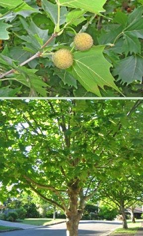 American Sycamore Tree (3 Foot) - Plant Now