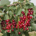 Choke Cherry Tree - 2-3 Foot (No CA) Plant Now, Racemes of fragrant white spring flowers, small red to purple edible fruit