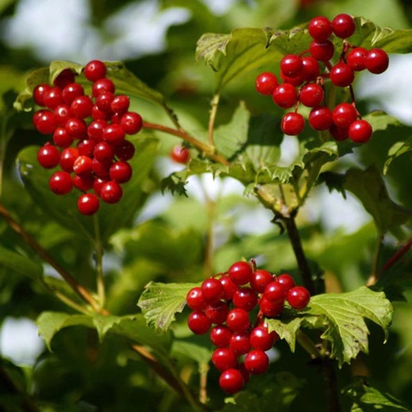 American Cranberry Bush (18-24"), Highbush Cranberry is a self-pollinating and one of the best cranberries available, Eat Raw or Cooked