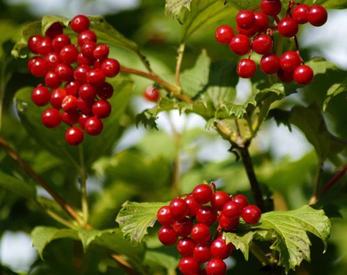 American Cranberry Bush