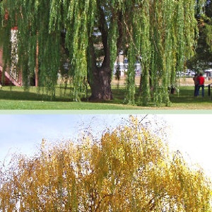 Golden Weeping Willow Tree 2-3 Foot, Can Plant Now, Probably the fastest-growing shade tree, will grow as much as eight to ten feet per year