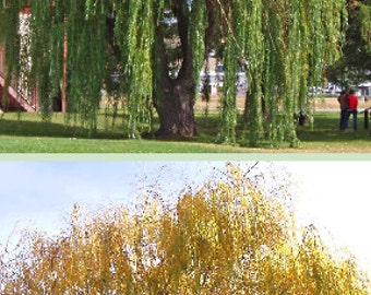 Golden Weeping Willow Tree 2-3 Foot, Can Plant Now, Probably the fastest-growing shade tree, will grow as much as eight to ten feet per year