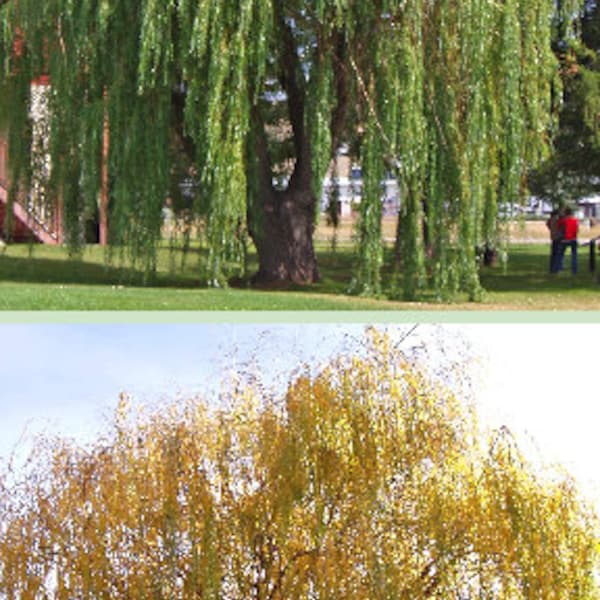 Golden Weeping Willow Tree 2-3 Foot, Can Plant Now, Probably the fastest-growing shade tree, will grow as much as eight to ten feet per year