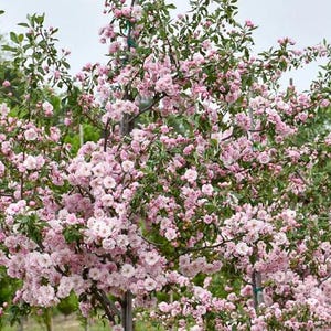 Puede incluir: Primer plano de un árbol con abundantes flores de color rosa claro. Las flores están agrupadas densamente en las ramas, creando una apariencia llena y texturizada. Hojas verdes se asoman entre las flores, sobre un fondo suave y borroso.