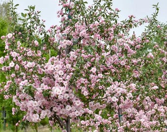 Prairie Crabapple Tree (2-3 Foot) Beautiful Deep Pink Buds Open to Reveal Clusters of Fragrant Soft Pink Flowers, 1" Fruit green-yellow-red
