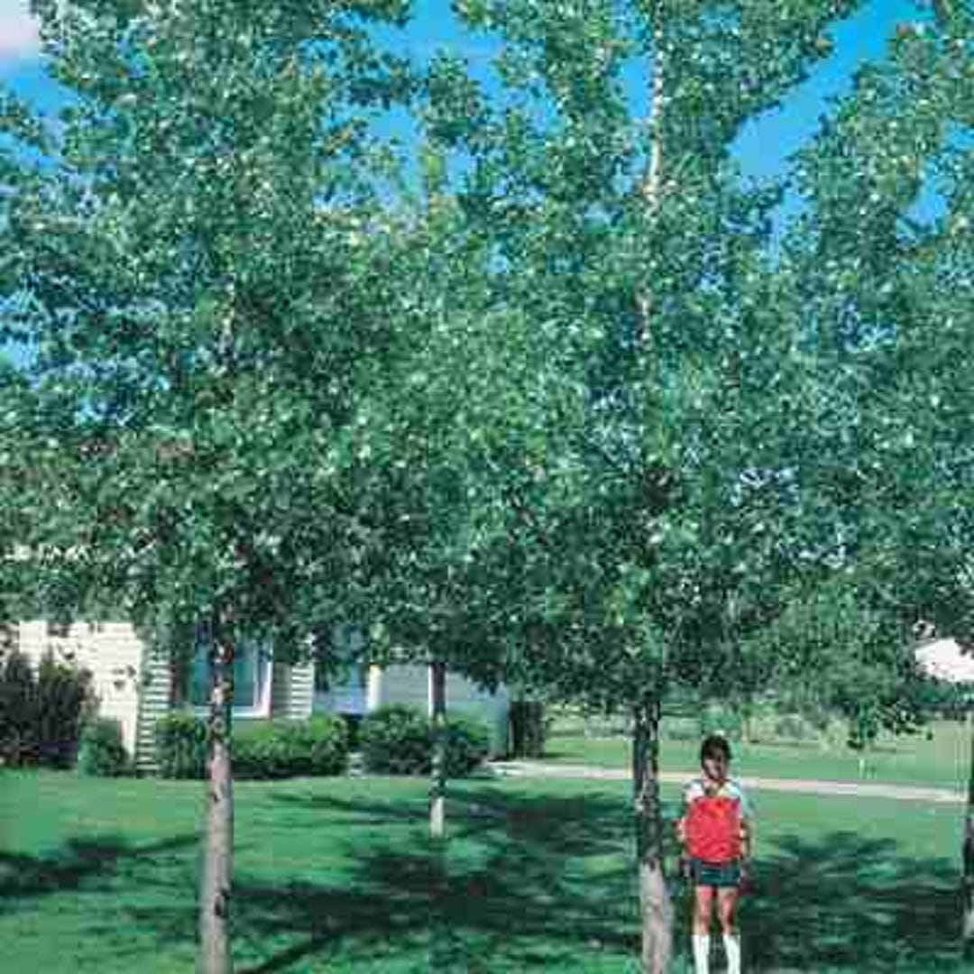 Cottonless Cottonwood Tree (2 Foot), Very Fast Growing Shade Tree ...