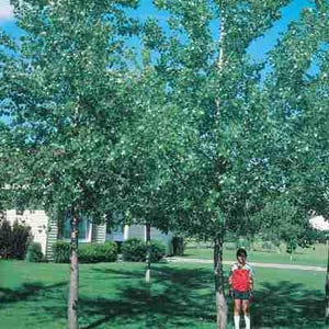 Cottonless Cottonwood Tree (2 Ft), Very Fast Growing Shade Tree, Grows 6 feet per year, Grows in dry conditions.