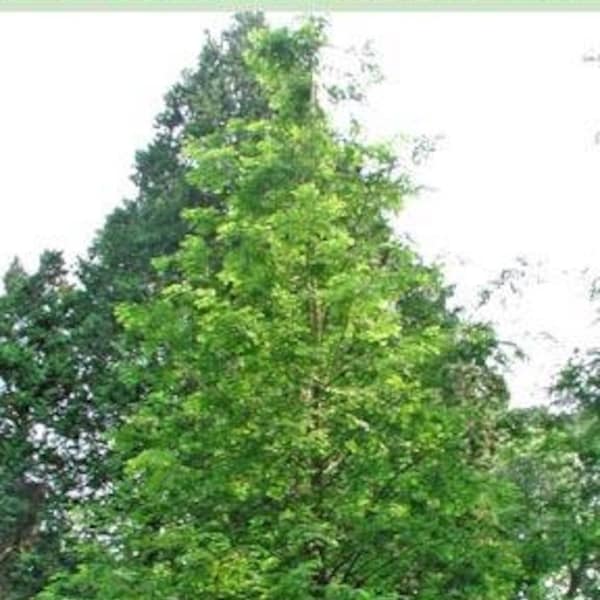 Dawn Redwood Tree, (3 Foot Tree) Beautiful Ornamental Specimen, Been Around Since Pre-historic Times, Flourishes in most any soil or climate