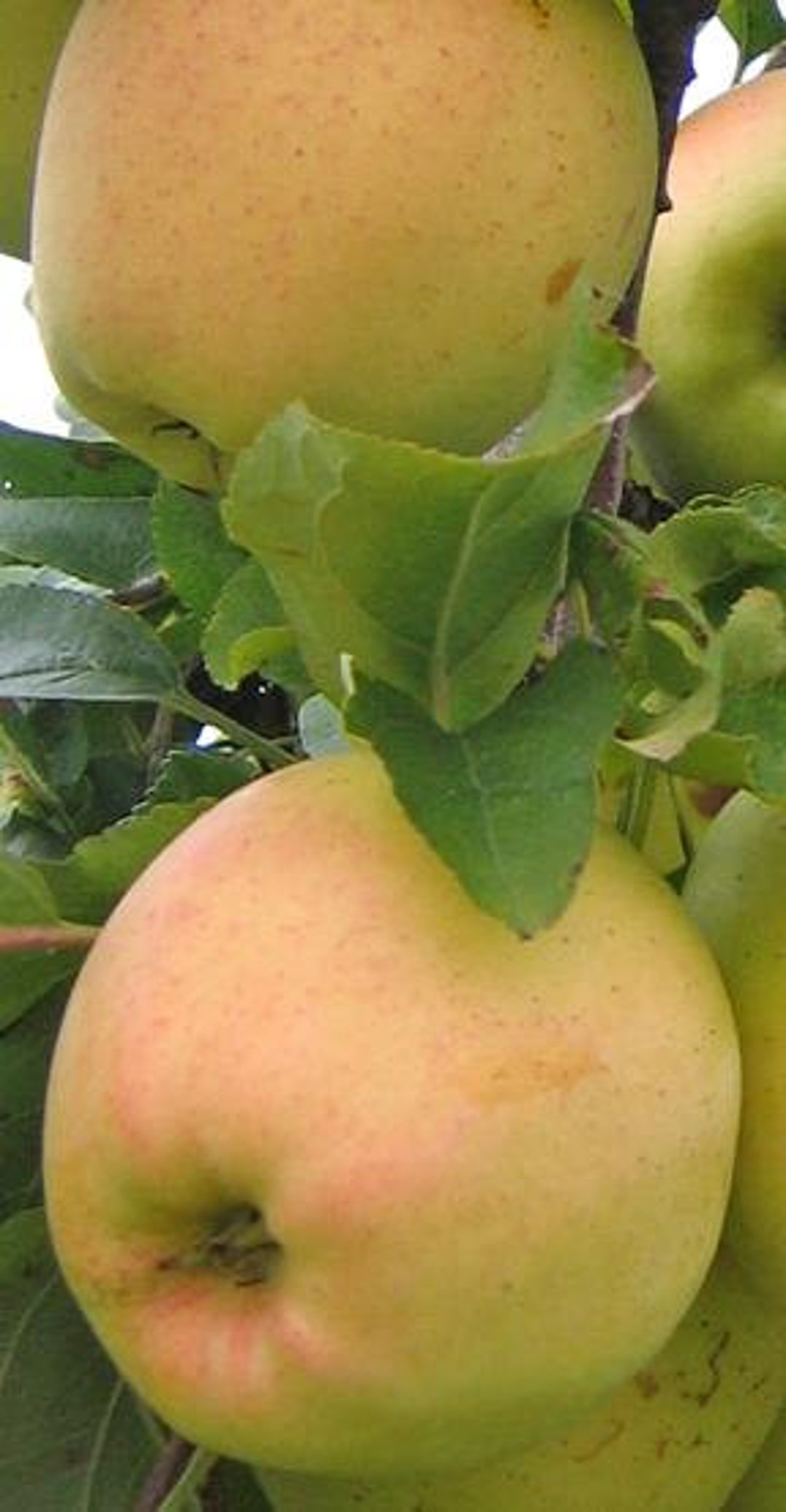 Golden Delicious Apple Tree 23 Foot Selffruitful Etsy