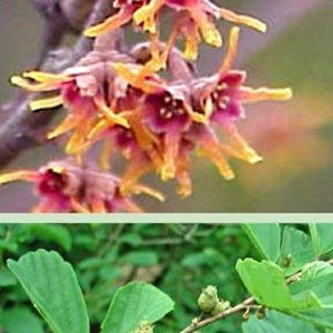 Witch Hazel Shrub - Beautiful Yellow fragrant flowers bloom in summer, Unique Twisting Branches, yellowish-orange colors in fall