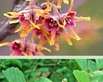 Red Trillium Bulbs (Trillium Erectum) - 5 Bulbs, Perennial, Wood Lily For Shade Gardens