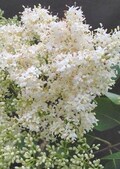 Japanese Lilac Tree (2-3') Known for the profusion of perfect, creamy-white fragrant flowers and cherry-brown bark.