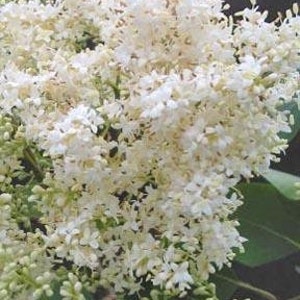 Japanese Lilac Tree (2-3 Foot) Known for the profusion of perfect, creamy-white fragrant flowers and cherry-brown bark.