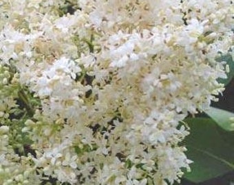 Japanese Lilac Tree (2-3 Foot) Known for the profusion of perfect, creamy-white fragrant flowers and cherry-brown bark.