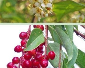 Choke Cherry Tree - 2-3 Foot (No CA), Racemes of fragrant white spring flowers, small red to purple edible fruit