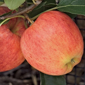 Gala Apple Tree (2-3 Foot), Crisp and snappy, One of your favorite grocery store apples is even better homegrown. Safe to Plant Now