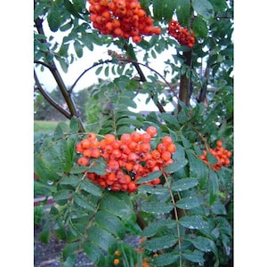 May include: A close-up of a tree branch with clusters of bright orange berries. The berries are round and densely packed together. The leaves are a deep green color and have a wet appearance, suggesting recent rain. The background is blurred, with hints of other greenery.