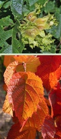 American Hazelnut Tree (2 Ft) (Cannot Ship to CA) Can Be Planted Now, Easy to Grow, Produces sweet, delicious nuts each summer