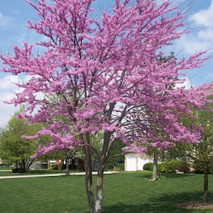 American Redbud Tree (2 Foot) Masses of Breathtakingly beautiful Rosy Pink Flowers in Spring, Reddish-purple leaves change to glossy-green