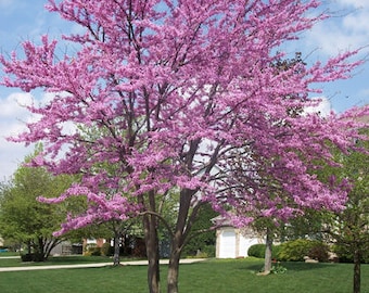 American Redbud Tree (2-3 Foot) Masses of Breathtakingly beautiful Rosy Pink Flowers in Spring, Reddish-purple leaves change to glossy-green