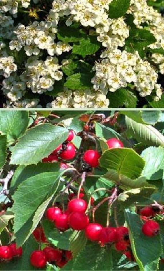 Washington Hawthorn Tree 2-3 Ft Small tree with pendulous branches dark green leaves Red berries in September that persist throughout winter