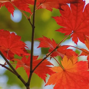 May include: Vibrant red maple leaves attached to thin dark brown branches. The leaves feature distinct pointed lobes and serrated edges, displaying a deep crimson hue. The foliage is captured in a natural setting with soft, out-of-focus green tones.