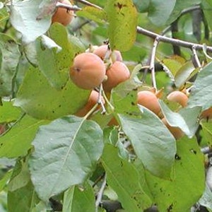 May include: Close-up of a persimmon tree branch laden with ripe, orange-colored fruit. The fruit is clustered among large, green leaves. The image is well-lit, showcasing the natural colors and textures of the tree and its fruit.