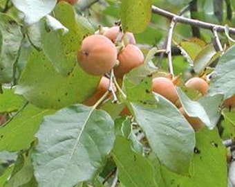 American Persimmon Tree 1-2' (Cannot Ship to CA) - The genus means "fruit of the gods". Exquisite flavor