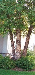 River Birch Tree (3 Pack) - Plant Now