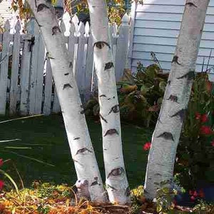 Paper White Birch Tree (3-Pack)(18-24&quot;) Offers year around beauty bright white bark shinny green leaves in summer, brilliant yellow in fall