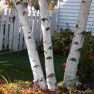 Paper White Birch Tree (3-Pack - 2-3 Foot) Year around beauty bright white bark brilliant yellow fall leaves fast growing makes great choice