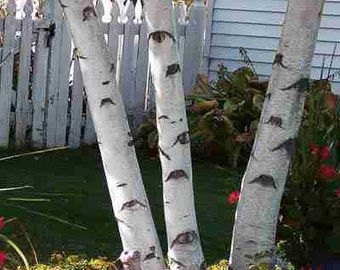 Paper White Birch Tree (3-Pack - 2-3 Foot) Year around beauty bright white bark brilliant yellow fall leaves fast growing makes great choice