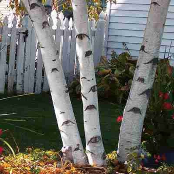 Paper White Birch Tree (3-Pack)(18-24") Offers year around beauty bright white bark shinny green leaves in summer, brilliant yellow in fall