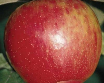 Fuji Apple Tree 2-3 Foot - Semi-dwarf, Plant Now, a favorite fresh eating apple in America, crunchy juicy apple has excellent flavor