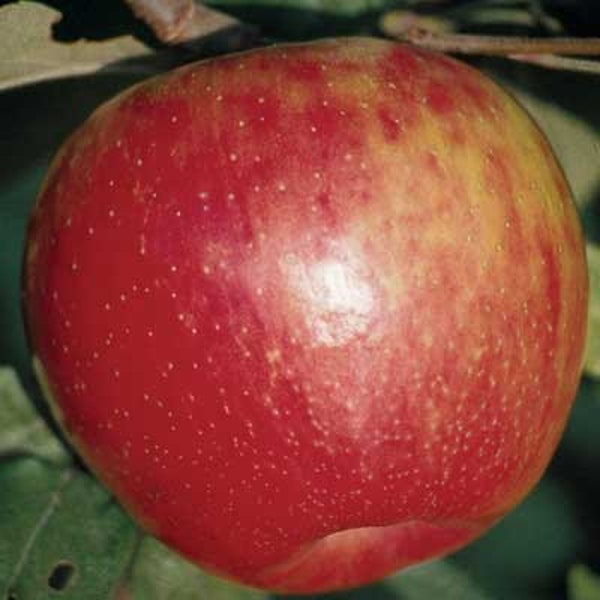 HoneyCrisp Apple Tree (18-24") - Semi-Dwarf - Fruit is aromatic and sweet as honey with an explosively juicy, crisp texture.