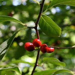 Northern Spicebush (18-24") Spicy Sweet Shrub has green foliage and white flowers. Flowers bloom in mid Spring, fruit starting in summer