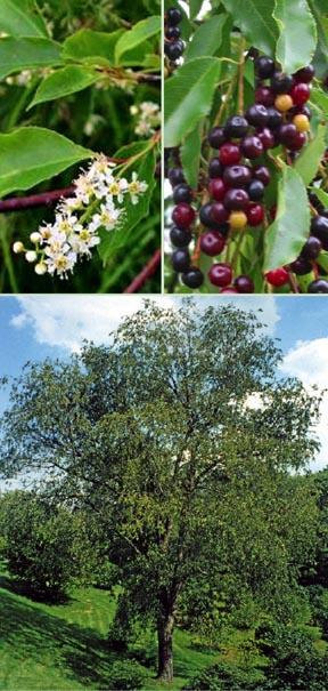 Wild Black Rum Cherry Tree 23 Foot no CA, Trees Are Hardy, Fast