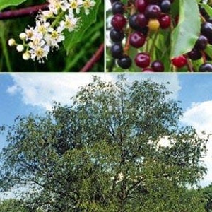 Wild Black Rum Cherry Tree (2-3 Foot) (No CA), Trees are hardy, Fast Growing, and Long-lived, Produces Delicious Dark Purple Sweet Cherries