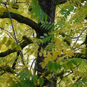 May include: A walnut tree with green leaves and some yellow leaves. There are several walnuts hanging from the branches.