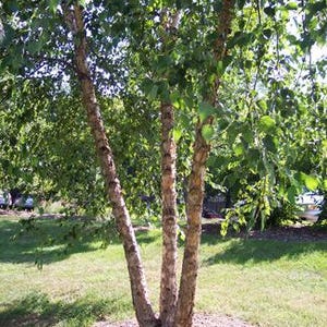 Copper Birch Tree (3-Pack - 18-24"), River Birch Clump, Fast Growing, Unique Cinnamon-colored Exfoliating Bark