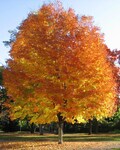 Sugar Maple Tree (2-3 Ft) The sap of this tree is used to make maple syrup and one of the longest lived shade trees. Valuable hardwood.