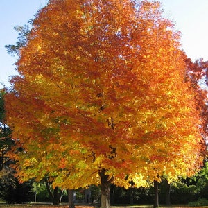 May include: A large tree with vibrant orange, yellow, and red leaves in the fall. The tree is in a park setting with green grass and other trees in the background.