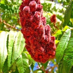 Staghorn Sumac Tree (18-24&quot;) Bright Green Leaves Fragrant Yellow-green Flowers Produce Bright Red Fruit Clusters