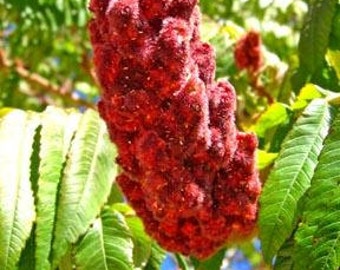 Bare Root Staghorn Sumac (Rhus typhina)