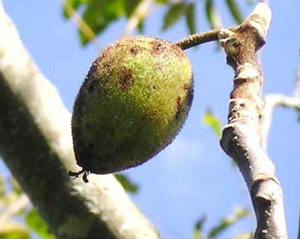 American Butternut Tree (2 Foot)(No CA), Buttery Sweet Tasting Nuts, Self-pollinating, Safely Plant Now