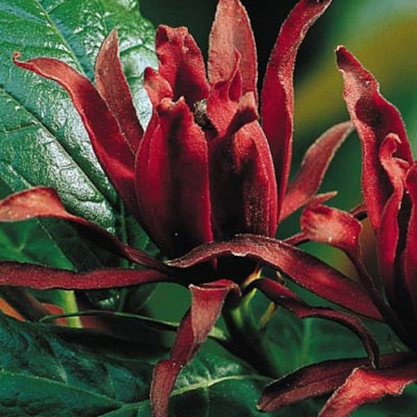 Sweetshrub, Carolina Allspice (18-24 inch), Can Be Planted Now, Flowers Have a Spicy Strawberry, Banana-Pineapple Fragrance