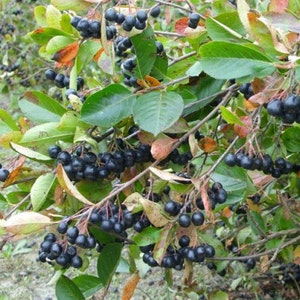 Aronia Bush (2-3 Foot) - Plant Now, Fragrant White Flowers, Easy to Grow, Fast Growing Large Shrub That Produces Bushels Delicious fruit.