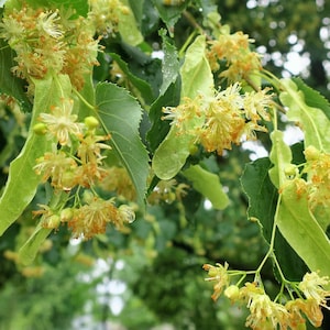 Little Leaf Linden Tree (2-3 Foot) Source of beauty in nature as well as in parks and streets across America.