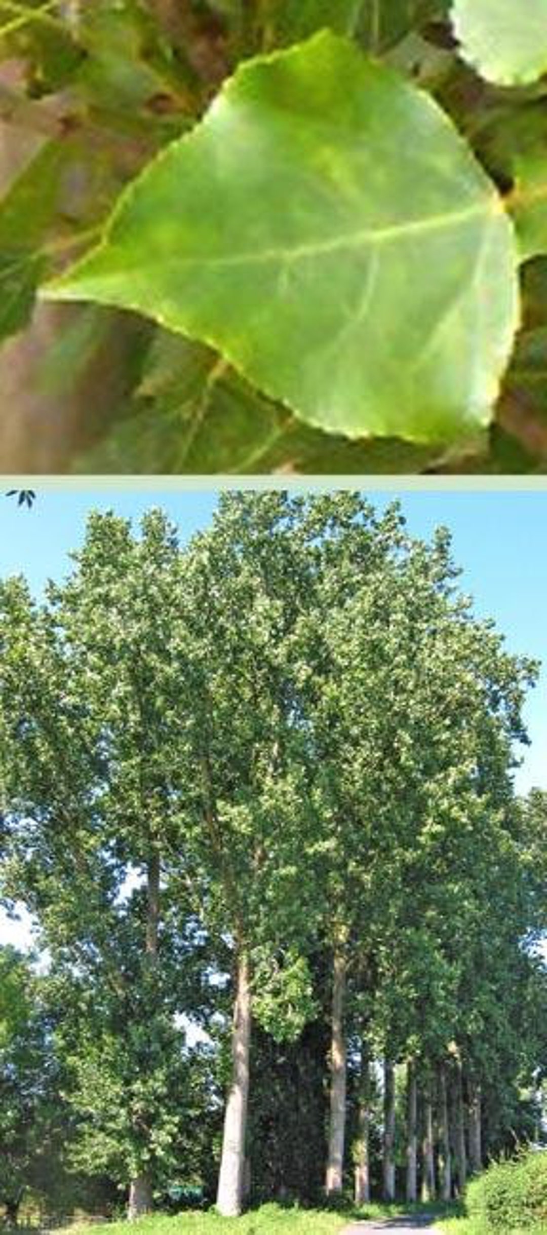Cottonless Cottonwood Tree 3 Foot Plant Now Etsy